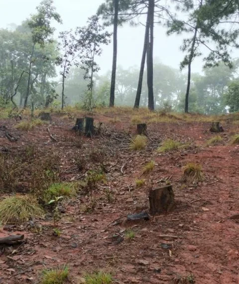 Juez Condena A Reforestar 950 Árboles A 5 Personas Que Derribaron Arboles