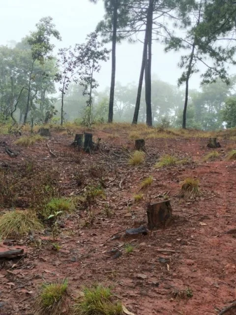 Cumplimenta Fge Orden De Cateo En Predio Relacionado En Delitos Contra El Ambiente