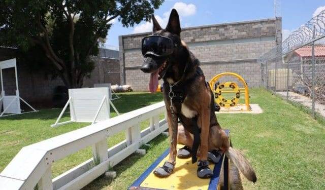 Embajada de EUA dona a SSP equipamiento médico y de adiestramiento canino 1 Volaris abre nueva ruta de Morelia a Monterrey