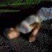 Joven Motociclista Se Accidenta En La Apatzingán – Cuatro Caminos 7 Árbol Se Desploma Sobre Un Autobús, En La Carretera «Libre» Uruapan-Pátzcuaro; 2 Heridos