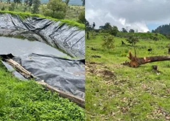 Árbol Se Desploma Sobre Un Autobús, En La Carretera «Libre» Uruapan-Pátzcuaro; 2 Heridos