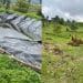 Fge Catea Predio Por Delitos Contra El Ambiente; Se Detectó Tala Y Plantación De Aguacate 25 Árbol Se Desploma Sobre Un Autobús, En La Carretera «Libre» Uruapan-Pátzcuaro; 2 Heridos