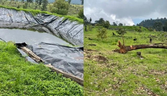 Árbol Se Desploma Sobre Un Autobús, En La Carretera «Libre» Uruapan-Pátzcuaro; 2 Heridos