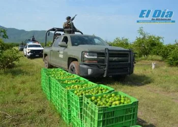 Resguardo Del Limon En Apatzingan - El Día De Michoacán