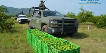 Resguardo Del Limon En Apatzingan - El Día De Michoacán