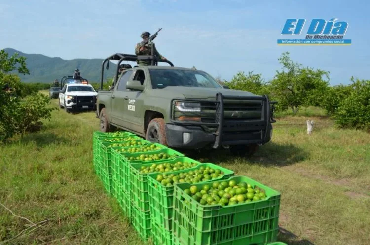 Continúan Gobierno Estatal Y Federal Con Acciones Para Establecer La Seguridad En La Producción Del Limón