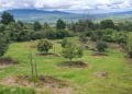 Plantar Aguacate - El Día De Michoacán