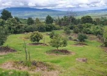Plantar aguacate - El día de Michoacán