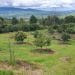 Plantar Aguacate - El Día De Michoacán