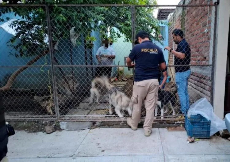 Rescata Fge A Cinco Ejemplares Caninos Víctimas De Maltrato Animal En Apatzingán 22 A Una Horas De Tomar Posesión Como Diputada Xóchitl Ruiz Sale Del Pri