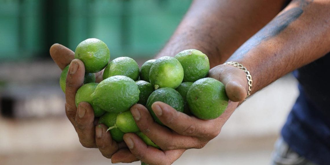 El kilo de limon en 4 pesos | El Día de Michoacán