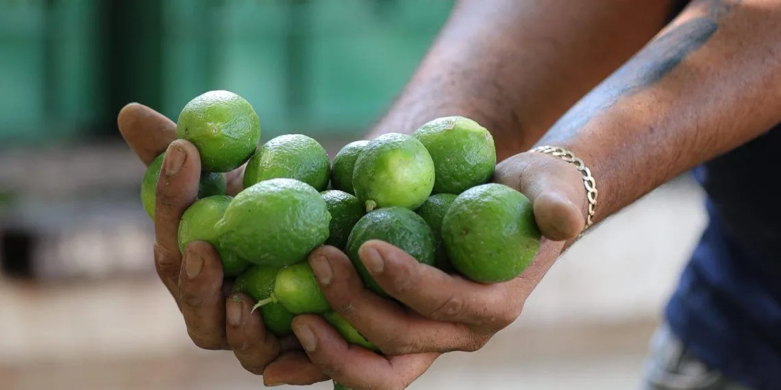 El Kilo De Limon En 4 Pesos - El Día De Michoacán