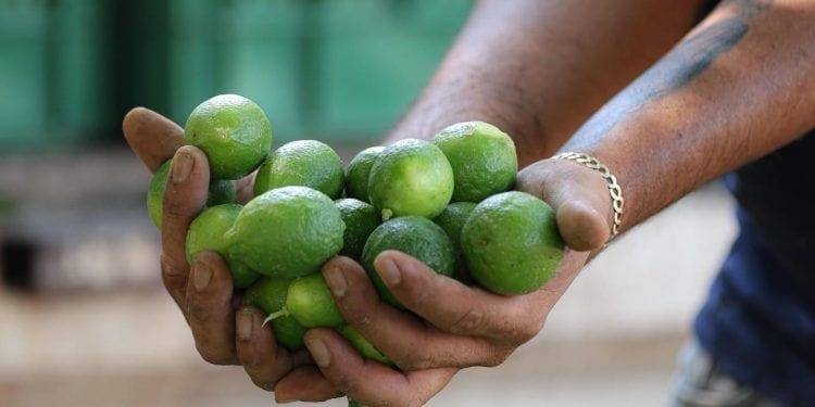 Presumen en gobierno de Michoacán, que el kilo de limón está en 4 pesos en Tianguis Limonero de Apatzingán 1 31 de Octubre, cierran inscripciones para el Concurso de Canto “CANTA BUENAVISTA”