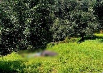 Menor cortador de aguacate muere electrocutado en Peribán