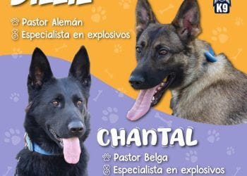 Chantal y Billie, las nuevas agentes caninas que detectan explosivos en la Guardia Civil