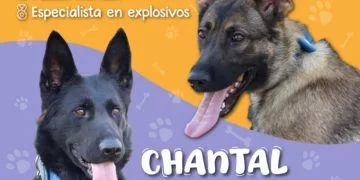Chantal Y Billie, Las Nuevas Agentes Caninas Que Detectan Explosivos En La Guardia Civil