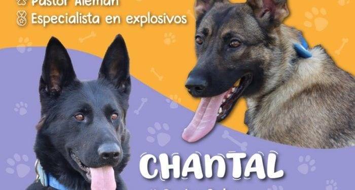 Chantal y Billie, las nuevas agentes caninas que detectan explosivos en la Guardia Civil