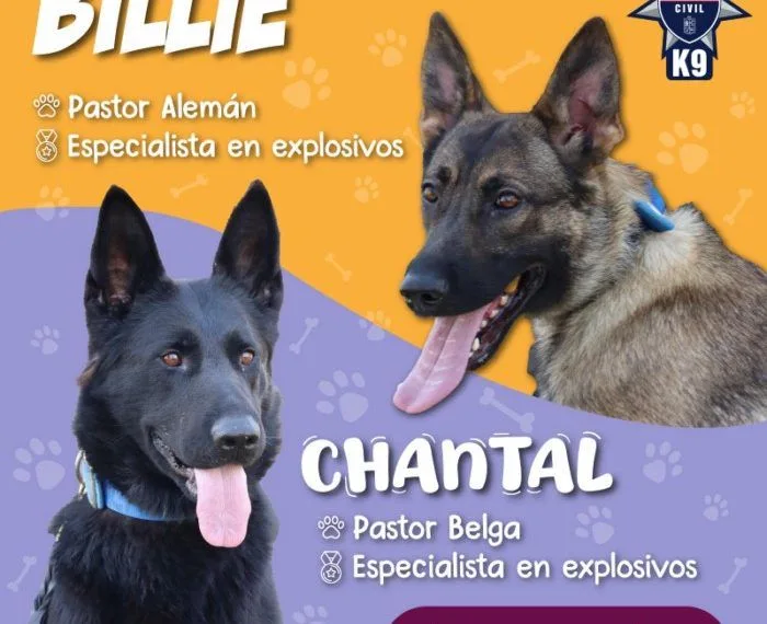 Chantal Y Billie, Las Nuevas Agentes Caninas Que Detectan Explosivos En La Guardia Civil 19 Chantal Y Billie, Las Nuevas Agentes Caninas Que Detectan Explosivos En La Guardia Civil