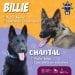 Chantal Y Billie, Las Nuevas Agentes Caninas Que Detectan Explosivos En La Guardia Civil
