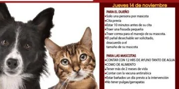 Buenavista Ofrece ¡Gratis! Este Jueves Esterilización Canina Y Felina, Se Llevará A Cabo En Pinzándolo 22 Buenavista Ofrece ¡Gratis! Este Jueves Esterilización Canina Y Felina, Se Llevará A Cabo En Pinzándolo