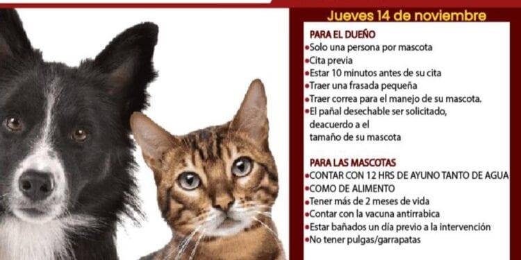 Buenavista ofrece ¡GRATIS! este jueves esterilización Canina y Felina, se llevará a cabo en Pinzándolo 1 Buenavista ofrece ¡GRATIS! este jueves esterilización Canina y Felina, se llevará a cabo en Pinzándolo