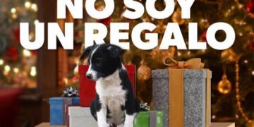 Por Esta Razón No Debes Regalar Mascotas En Navidad