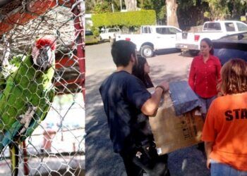Fanny Arreola Le Hace Justicia A La Guacamaya «Marta»  La Traslada Al Zoológico De Morelia