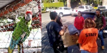 Fanny Arreola Le Hace Justicia A La Guacamaya «Marta»  La Traslada Al Zoológico De Morelia