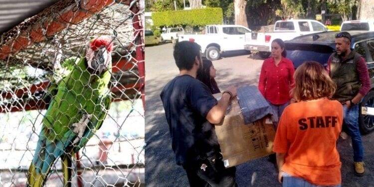 Fanny Arreola le hace justicia a la Guacamaya «Marta»  la traslada al Zoológico de Morelia