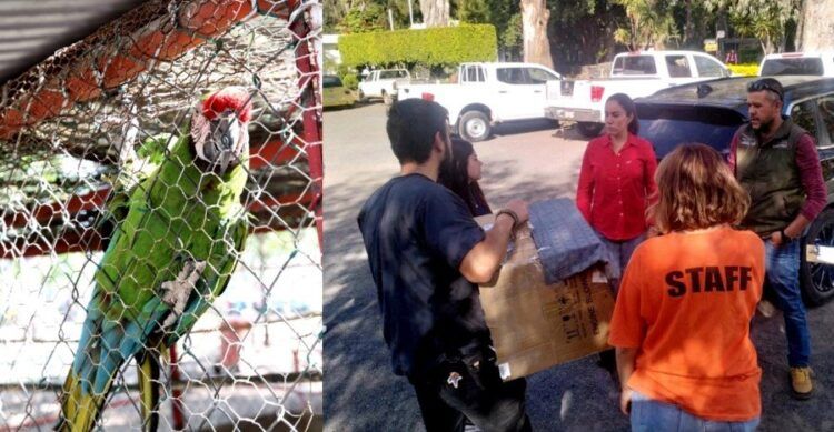 Fanny Arreola Le Hace Justicia A La Guacamaya «Marta»  La Traslada Al Zoológico De Morelia