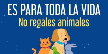 Fiscalía Refuerza Acciones Para Erradicar La Venta De Animales En El Operativo De Día De Reyes 24 Fiscalía Refuerza Acciones Para Erradicar La Venta De Animales En El Operativo De Día De Reyes