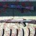 Incautan Dos Rifles De Asalto En Parácuaro Y 760 Balas
