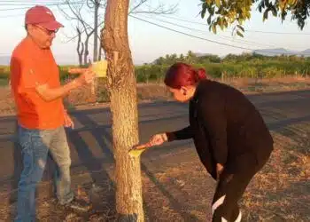 Mañana Regresan A Clases Más De 26 Mil Estudiantes Del Cecytem