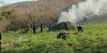 Agentes Federales Y Estatal Destruyen 30 Mil Plantas De Mariguana 24 Agentes Federales Y Estatal Destruyen 30 Mil Plantas De Mariguana