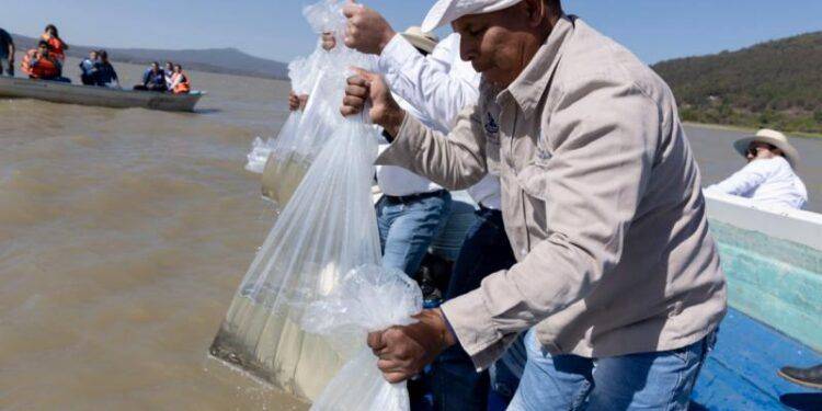 Siembra Gobierno de Michoacán 20 mil peces en el lago de Pátzcuaro 1 En temporada de calor, elige agua natural para una hidratación óptima: SSM