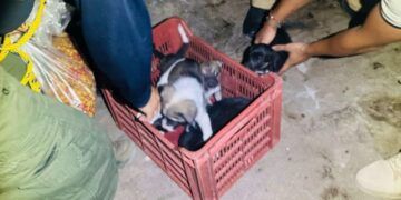 En Cateo, Asegura Fiscalía General Cinco Ejemplares Caninos En Condiciones De Maltrato Animal 24 Adolescente Resulta Herido Al Derrapar Su Motocicleta