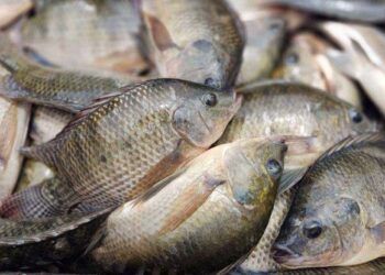 Optimiza El Iem Diseños De Las Boletas Electorales Del Proceso Extraordinario Del Poder Judicial