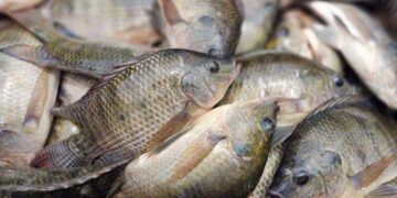 Optimiza El Iem Diseños De Las Boletas Electorales Del Proceso Extraordinario Del Poder Judicial