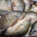 Cuaresma 2025: Compra A Bajo Costo Pescado Fresco Directo De Productores Michoacanos 24 Optimiza El Iem Diseños De Las Boletas Electorales Del Proceso Extraordinario Del Poder Judicial