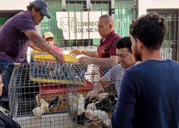 Limoneros De Michoacán Buscan Conquistar Mercado Asiático: Sedeco