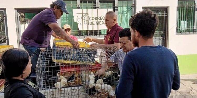 Limoneros de Michoacán buscan conquistar mercado asiático: Sedeco