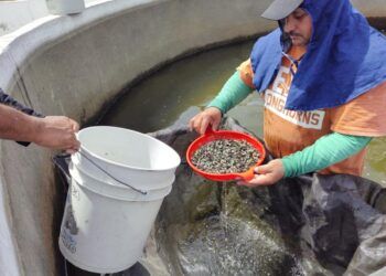 Dif Morelia Entrega Más De 130 Apoyos Funcionales Y Auditivos En Beneficio De La Inclusión