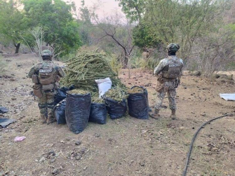 Defensa Asegura 100 Kilogramos De Mariguana En Aguililla 22 Ssp Detiene Homicida En Zamora