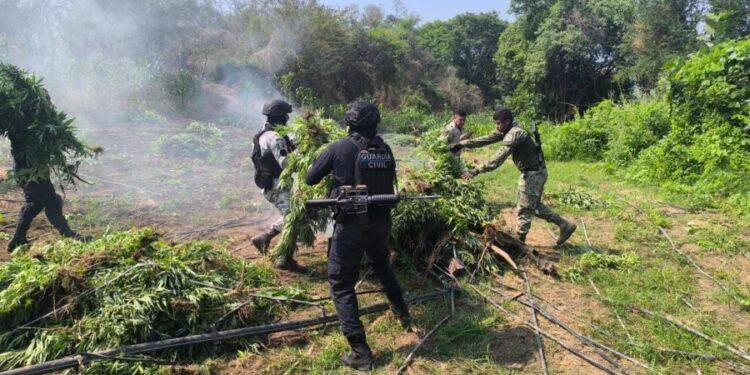 Incinera en Parácuaro plantío con 9 mil plantas de marihuana 1 Entrega Alfonso Martínez nombramiento a Pablo Alarcón como encargado de la Comisión Municipal de Seguridad Ciudadana