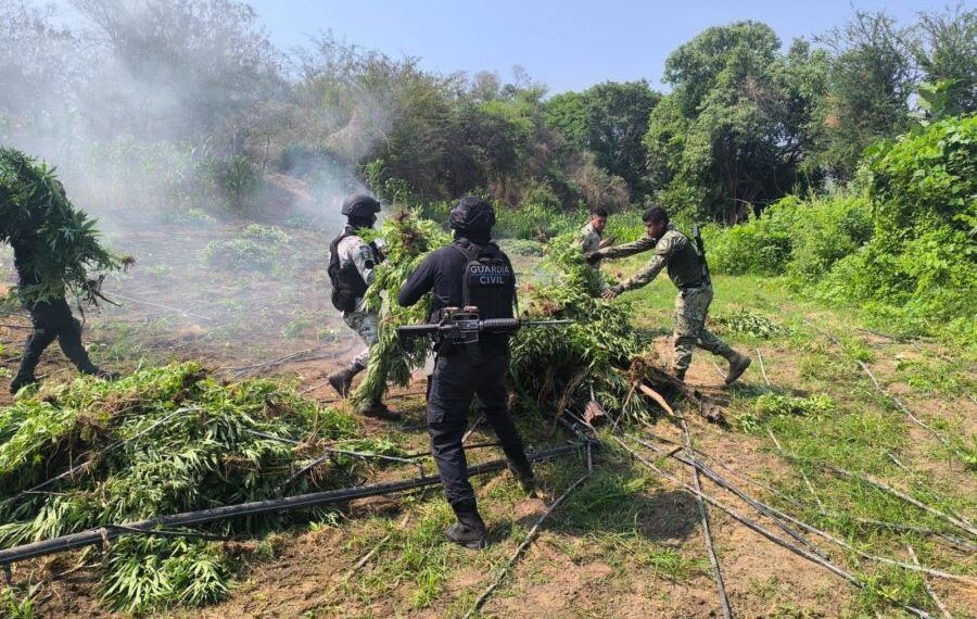 Incinera en Paracuaro plantio de marihuana | El Día de Michoacán