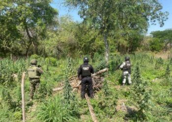 Ssp Y Defensa Destruyen Plantío De Marihuana En Coahuayana 28 Identifica Los Síntomas Del Sarampión Y Protege Tu Salud: Ssm