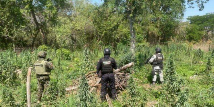 SSP y Defensa destruyen plantío de marihuana en Coahuayana 1 Identifica los síntomas del sarampión y protege tu salud: SSM