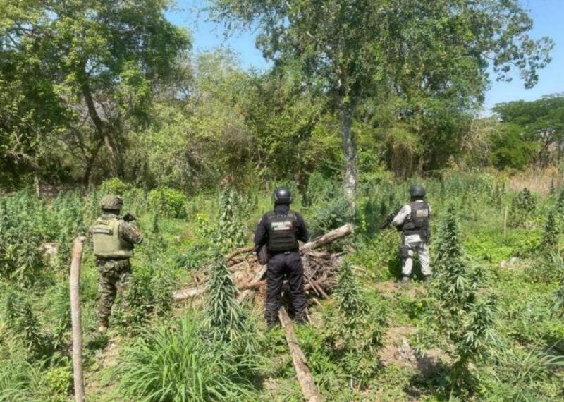 SSP y Defensa destruyen plantio de marihuana en Coahuayana | El Día de Michoacán