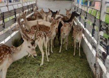 Asegurados 21 Venados De Procedencia Ilícita; Hay 3 Detenidos: Ssp