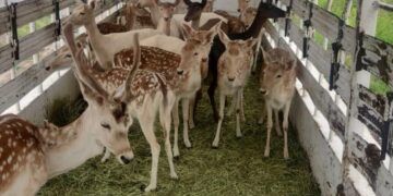 Asegurados 21 Venados De Procedencia Ilícita; Hay 3 Detenidos: Ssp